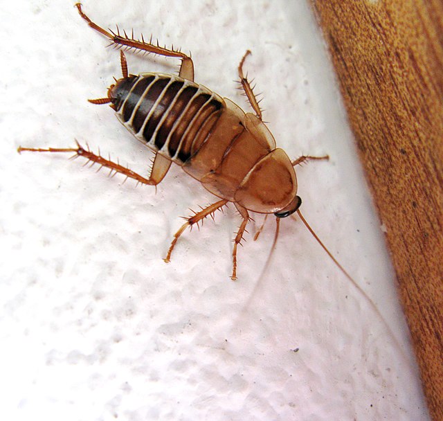 Cockroaches